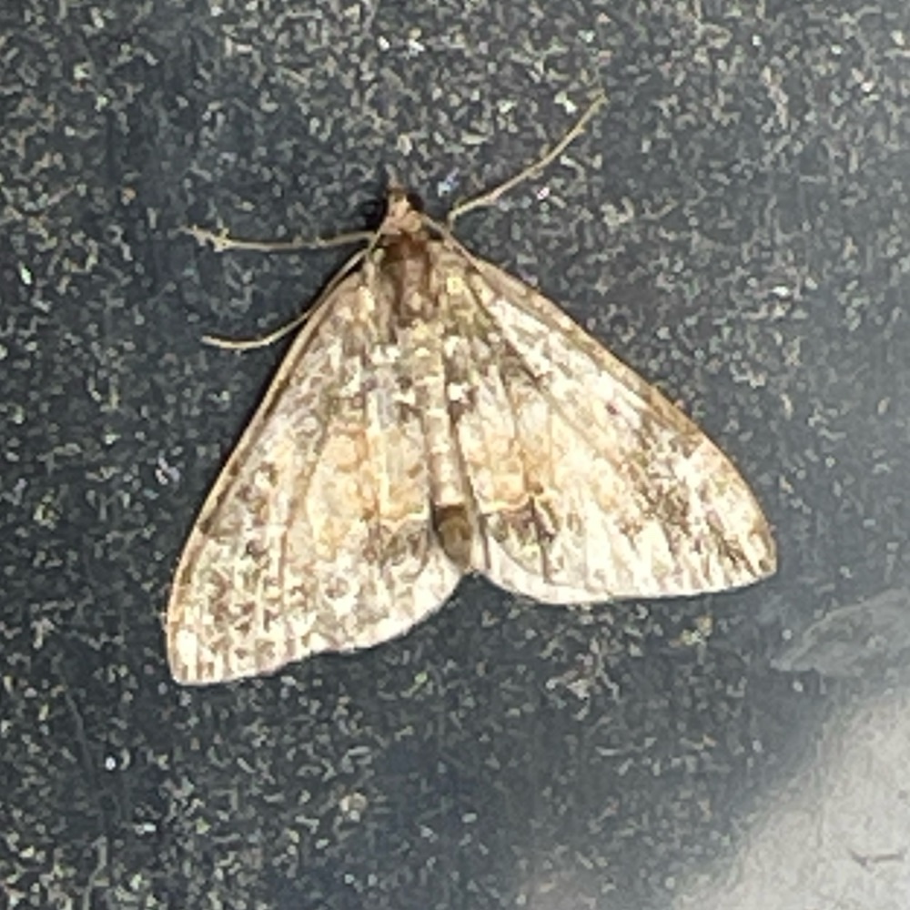 Photo of Common Marbled Carpet (Dysstroma truncata)